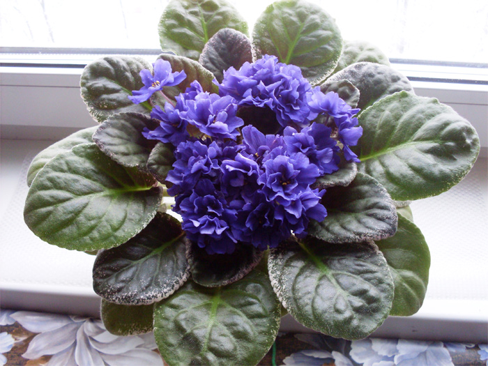 Ma's Blue Turtle
