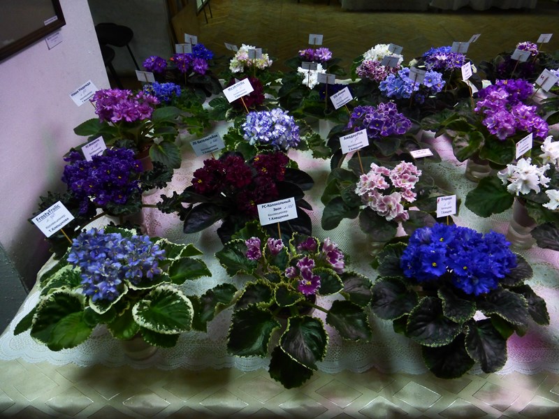 P1040302 (Copy).JPG