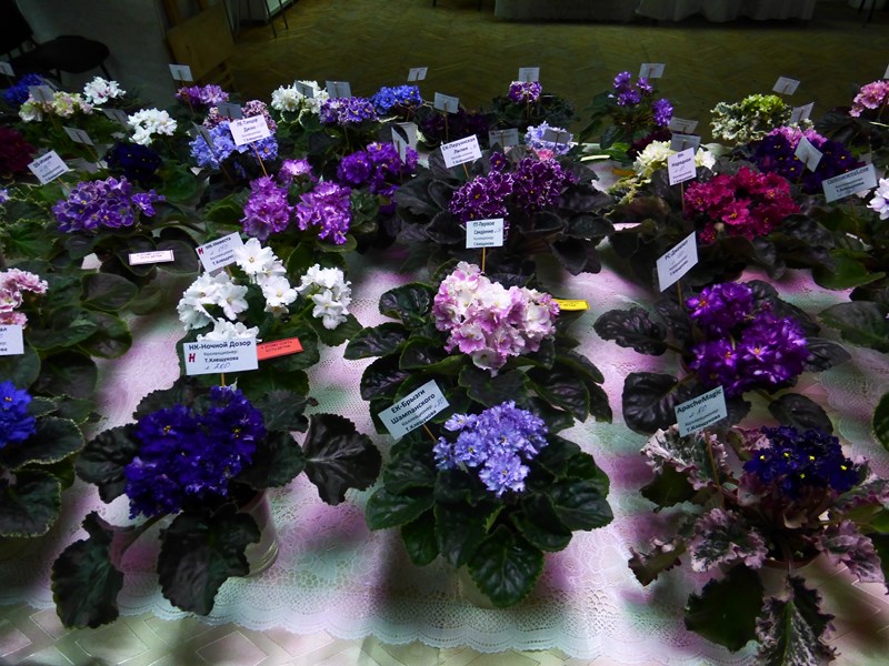P1040303 (Copy).JPG