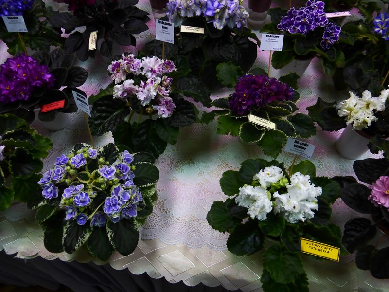 P1040307 (Copy).JPG