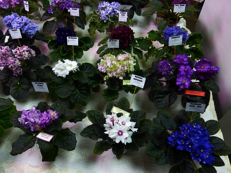 P1040311 (Copy).JPG