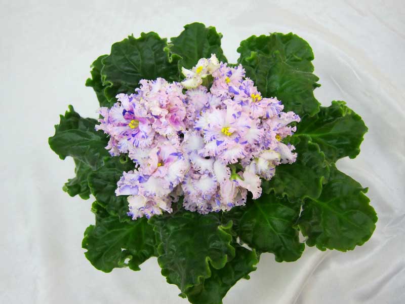 ЛЕ-Зимняя Сказка (Е.Лебецкая) колл. Л.Галицкая.JPG