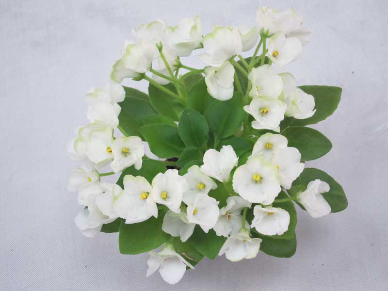 Mac's Elegant Emerald (G.McDonald) колл. Н.Старостенко.JPG