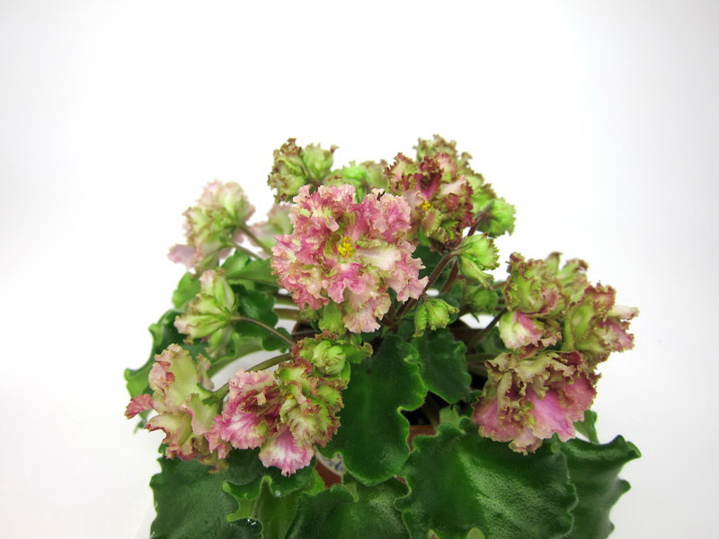 Allegro Pink Pistachio (J.Stromborg) колл. М.Карпова.jpg