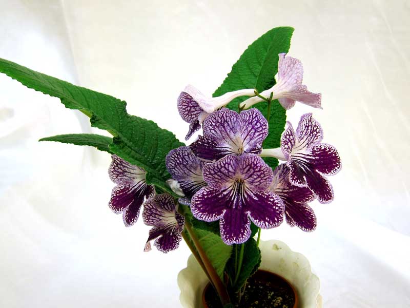 Somerset Purple Ice (B.Counsell) колл. М.Карпова.JPG