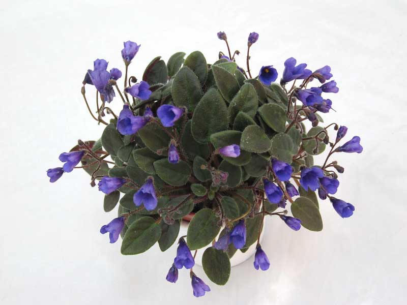 Vallarta Campanas Moradas (G.Beck) колл. М.Карпова.JPG