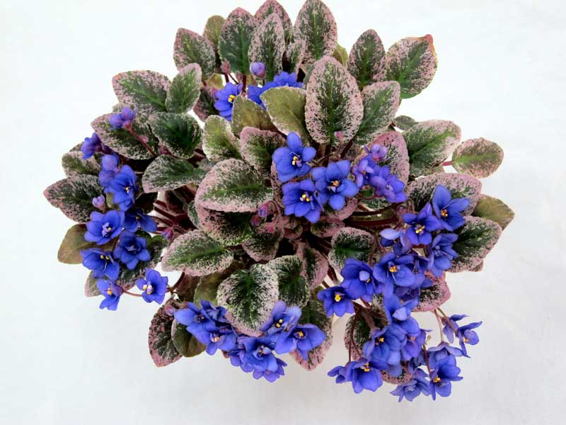 Mac's Northern Lights (G.McDonald) колл.Н.Старостенко.JPG