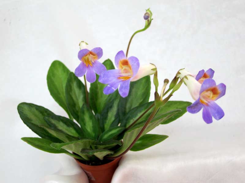 Primulina 'Piccolo' колл. Н.Старостенко.JPG