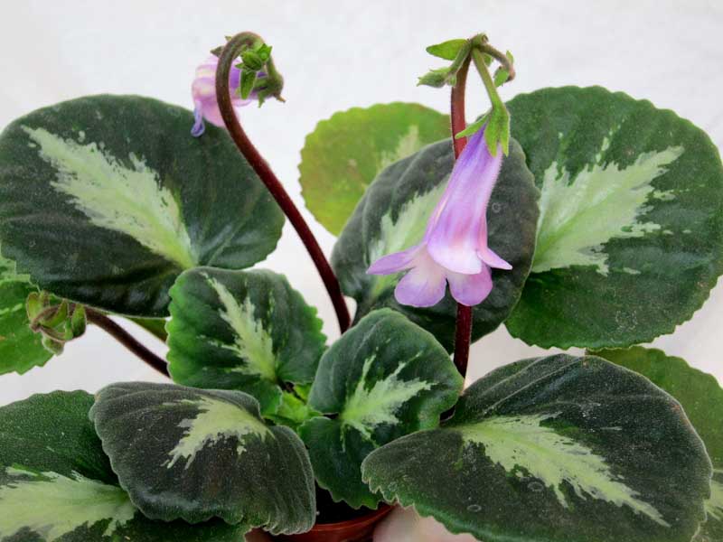 Primulina brassicoides 'Marble Leaf' колл. Н.Старостенко.JPG