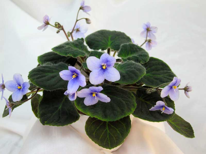 S.velutina (колл. Л.Галицкая).JPG