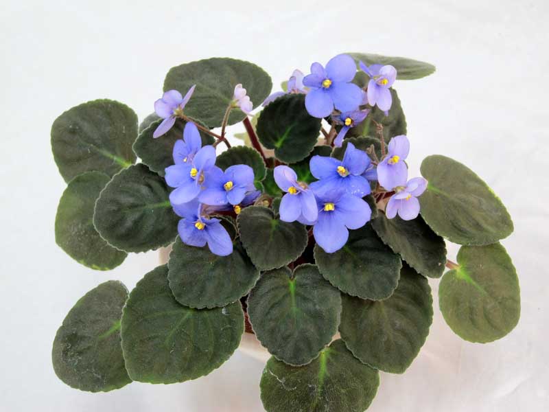 S.diplotricha Parker (колл. Калгины).JPG