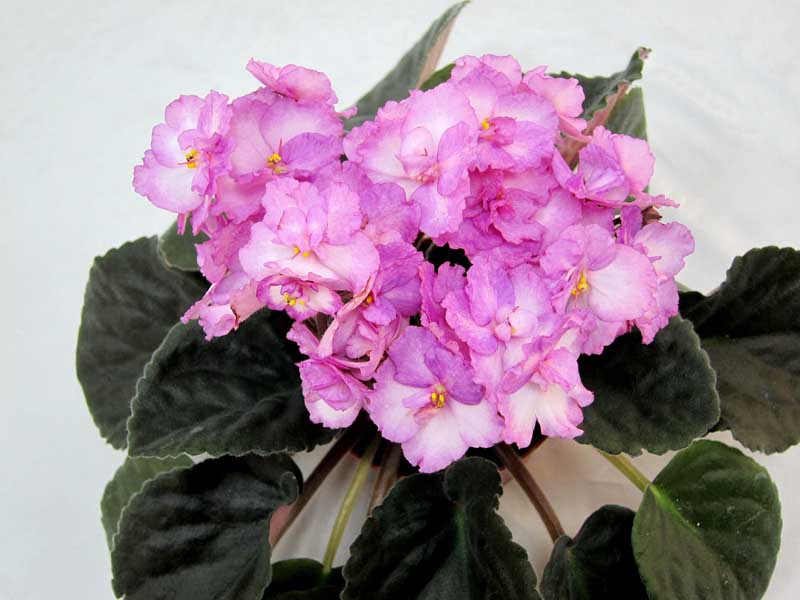 Lady Charm (P.SoranoLLG) колл. Калгины.JPG