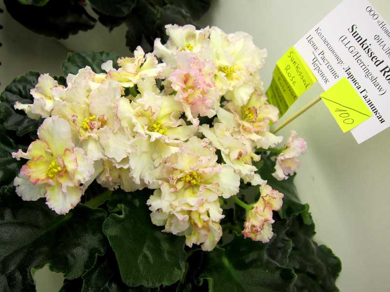 Галицкая Sunkissed Rose.JPG