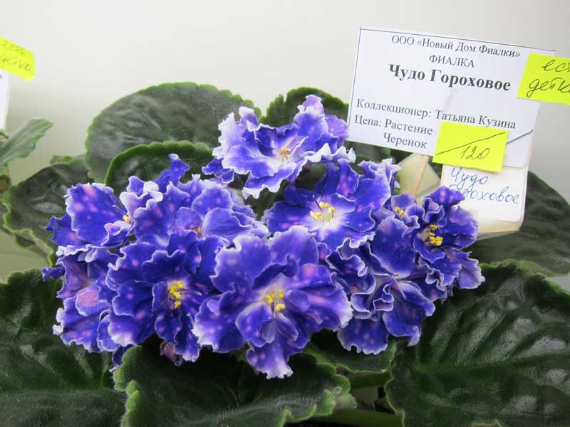 Кузина Чудо Гороховое.JPG