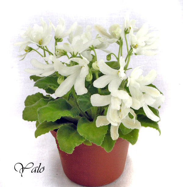 2 место – Lunar Lily white, колл. Л. Лысенко (Нов. имена)
