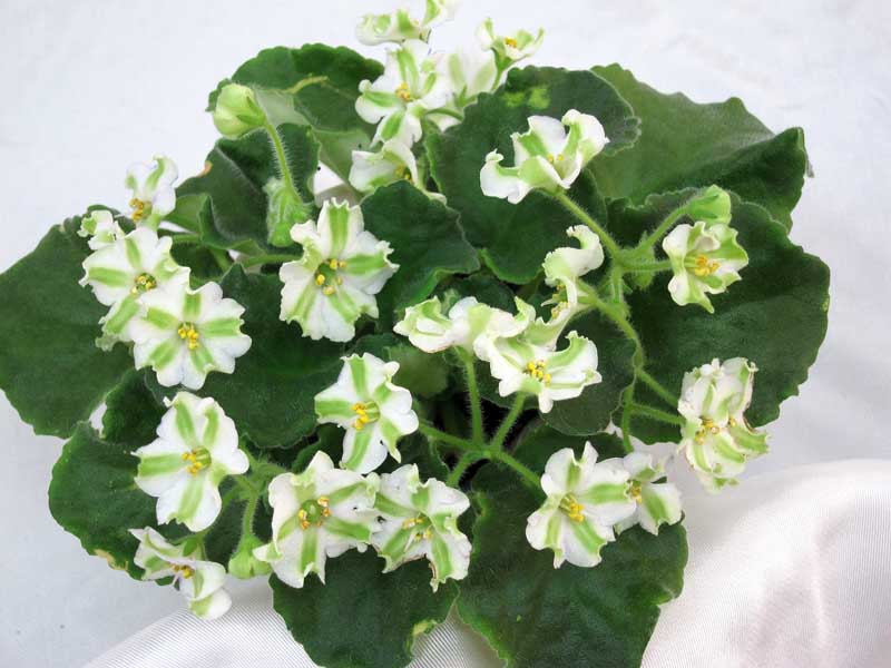Shimai (D.Landek) колл.Т.Копейкина.JPG