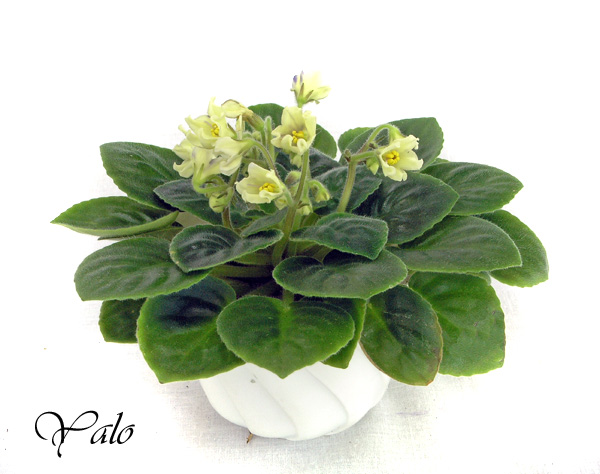 3 место – Alchemy Yellow Star (D. Senk), колл. И. Милехин (Моск. колл.)