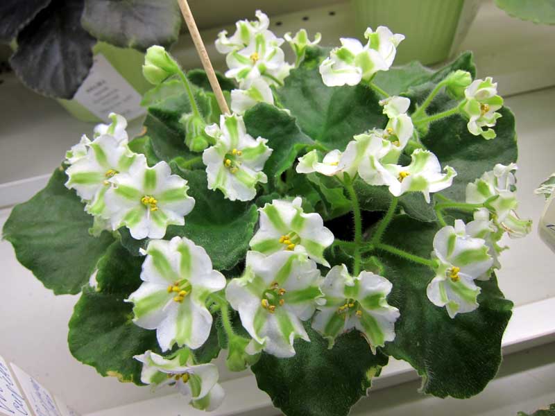 Копейкина  химера Shimai.JPG