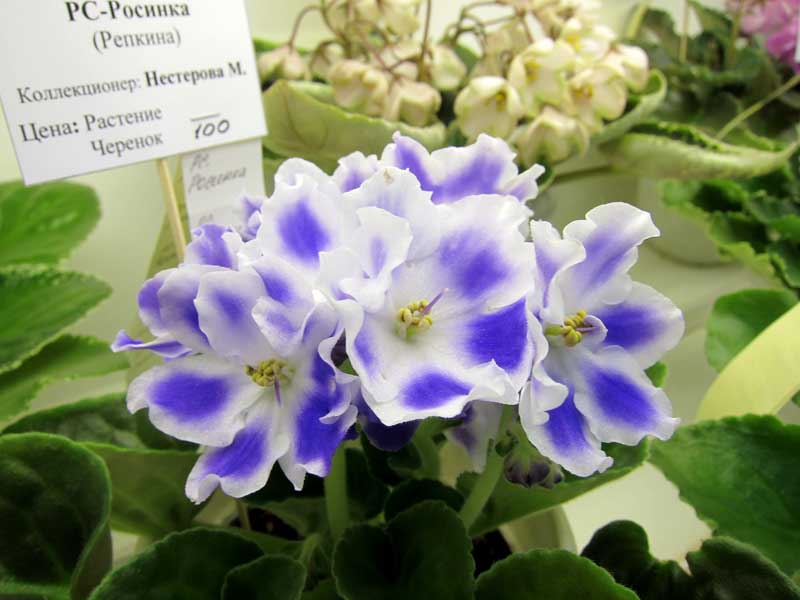 Нестерова РС-Росинка.JPG