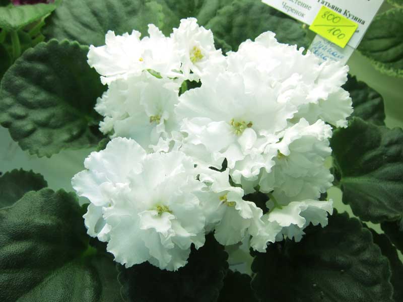 Кузина ЛЕ-Лунная Соната.JPG