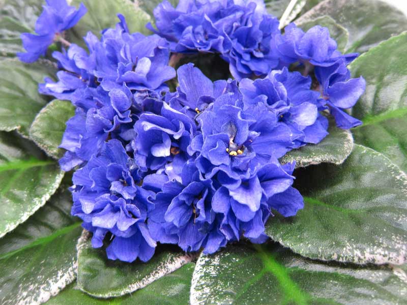 Ивашкина Ma's Blue Turtle .JPG