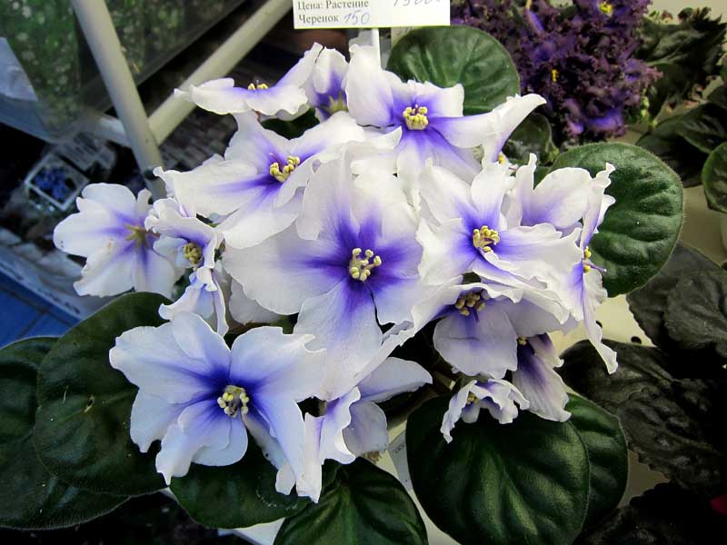 Карпова Humako Inches.JPG