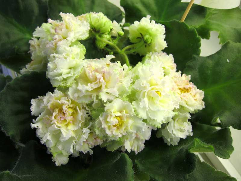 Данилина ЛЕ-Масленица.JPG