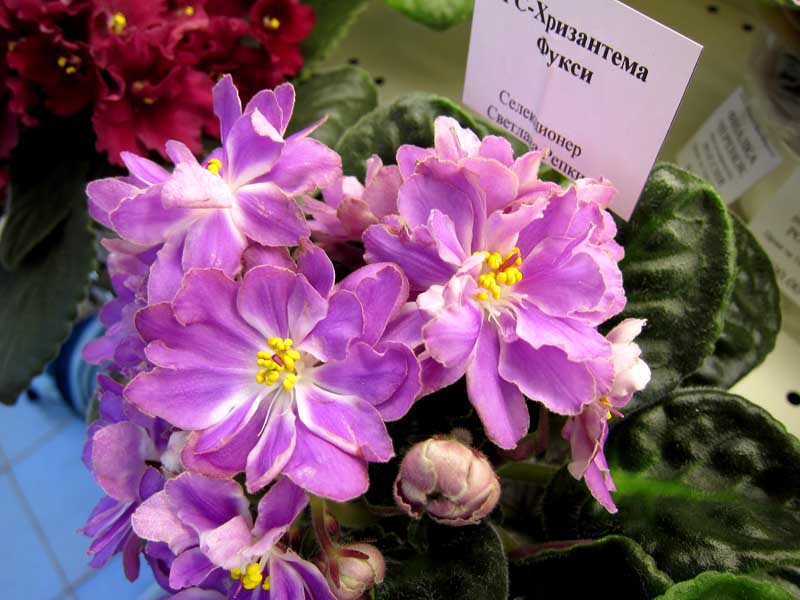 Репкина РС-Хризантема Фукси.JPG