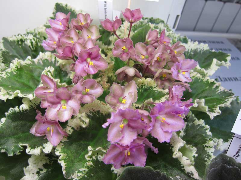 Ивашкина Wild Irish Rose .JPG