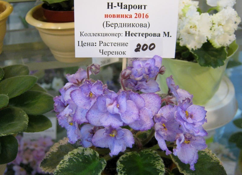 IMG_9068.JPG