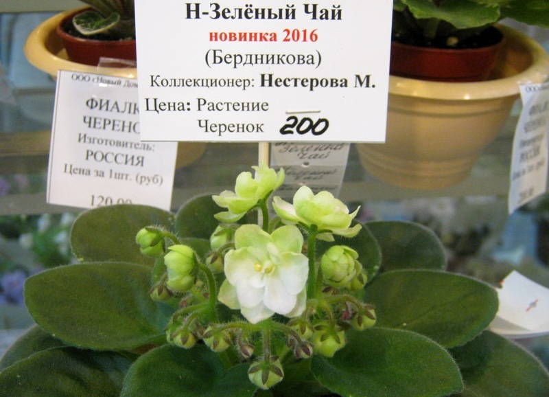 IMG_9065.JPG