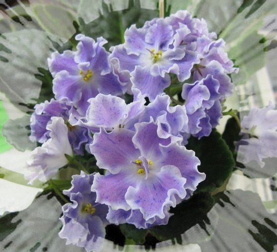 кол.Ирина Данилина