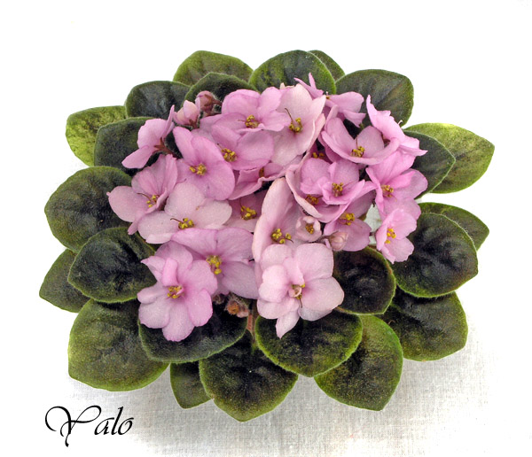 2 место – Rob's Pink Buttercups (R. Robinson), колл. М. Карпова (Моск. колл.)