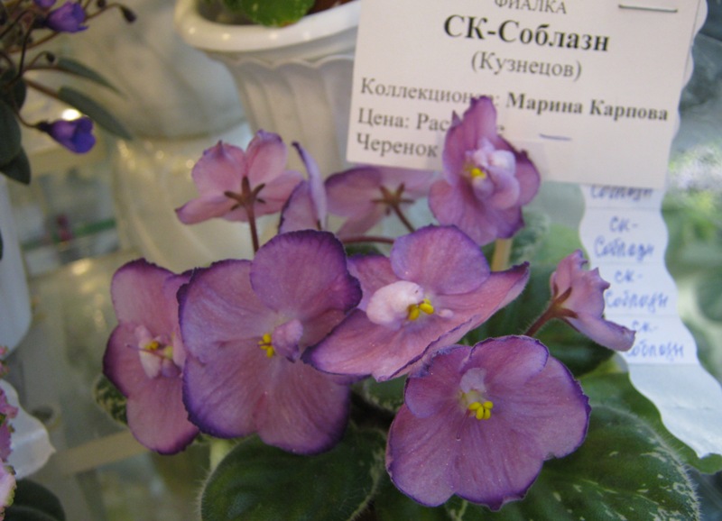 IMG_9076.JPG