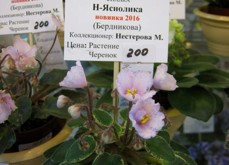 IMG_9083.JPG