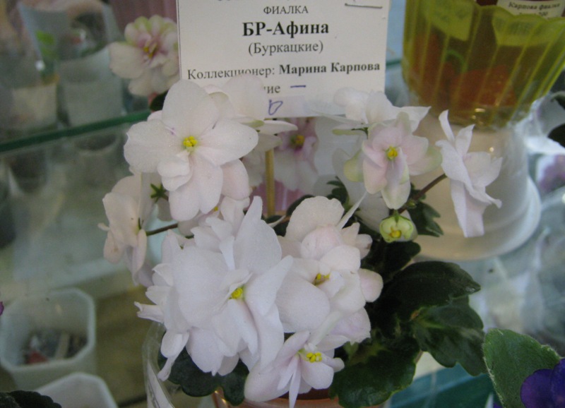 IMG_9085.JPG