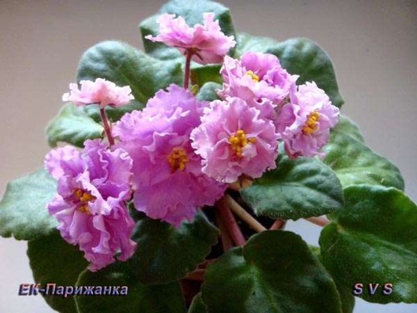 ЕК-Парижанка_5.jpg