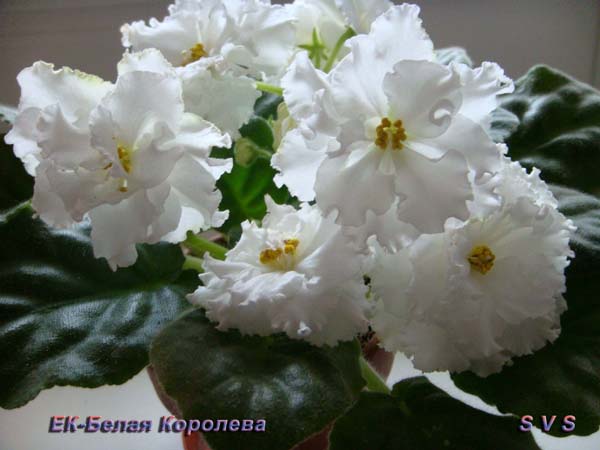 ЕК-Белая_Королева_3.jpg