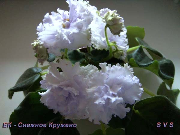 ЕК-Снежное_Кружево_8.jpg