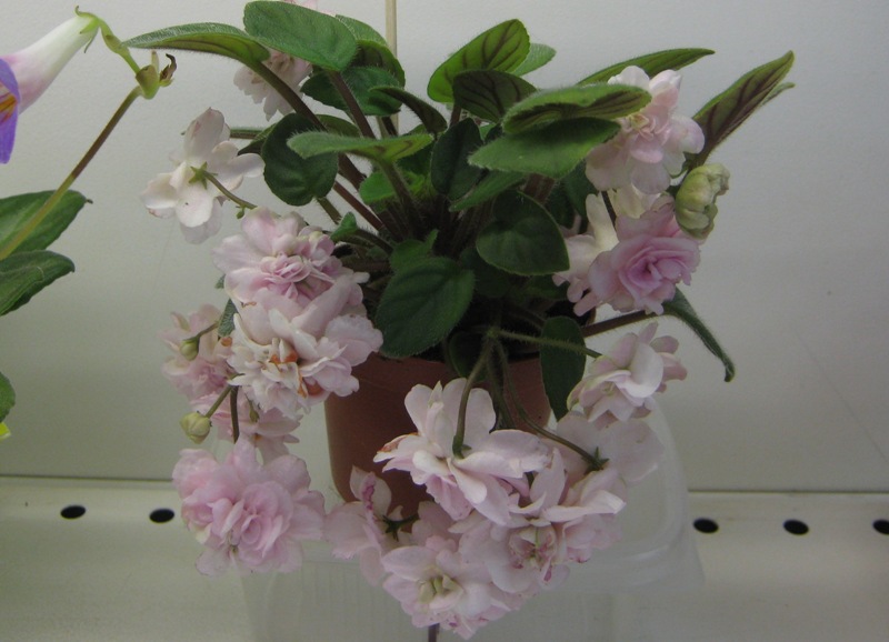 Данилина Pink Mint.JPG