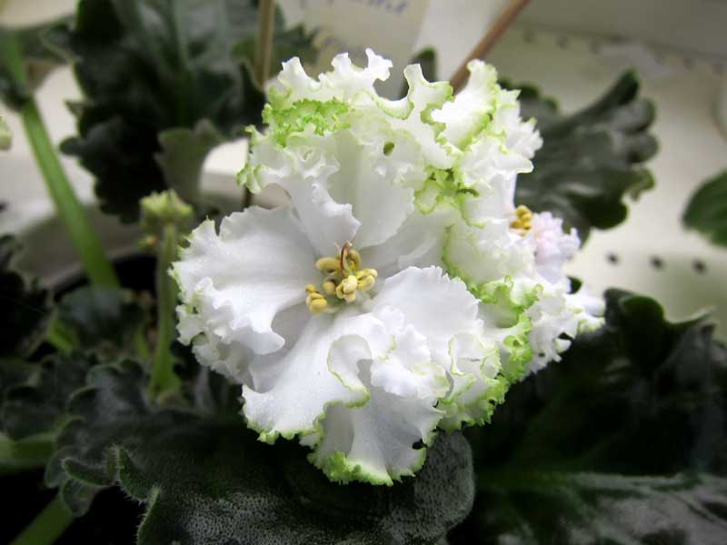 Кузина Гриня.JPG