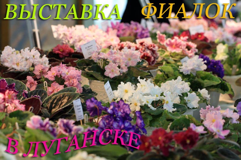выст фиалок.jpg