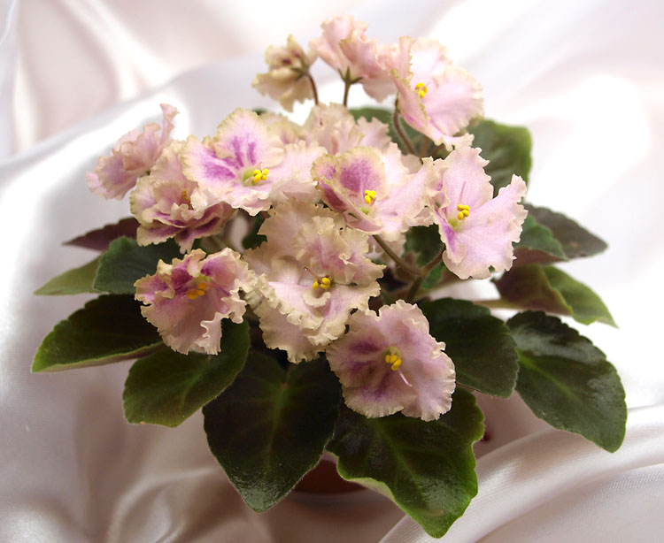 Rob's Antique Rose.jpg