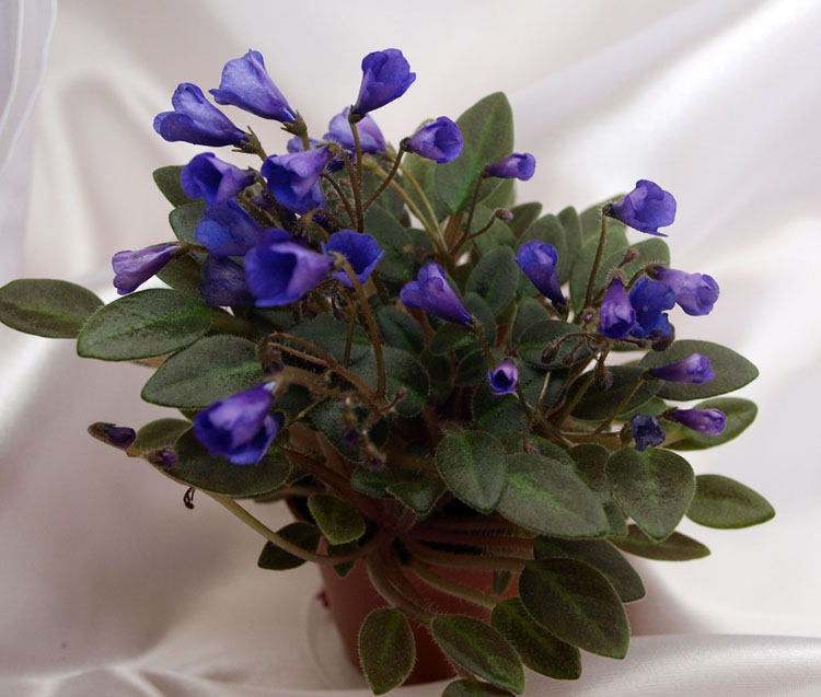 Vallarta Campanas Moradas.jpg