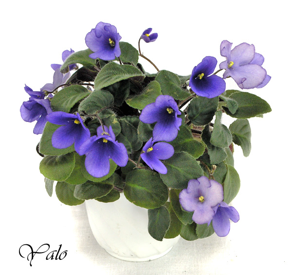 2 место – Calico Blue Trail (L. Ray), колл. А. Патянина (Нов. имена)