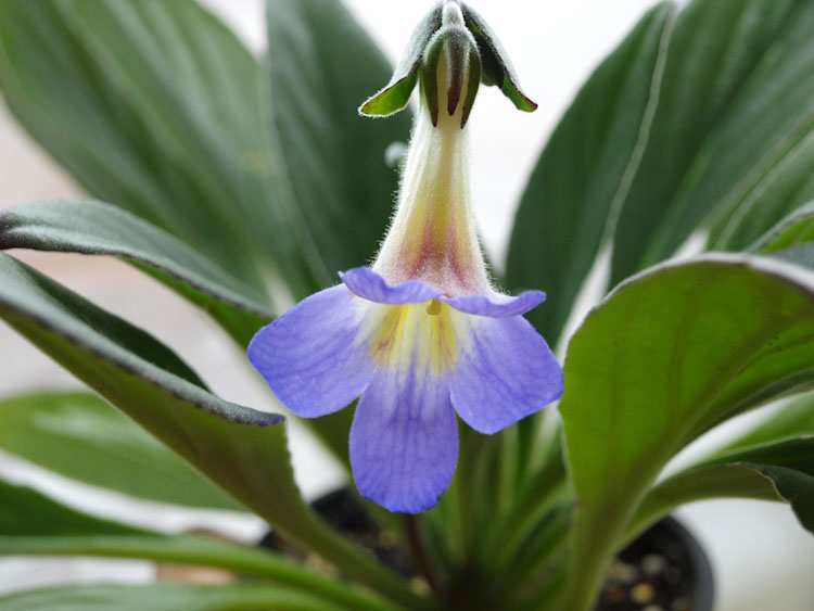 Primulina Subrhomboidea.jpg
