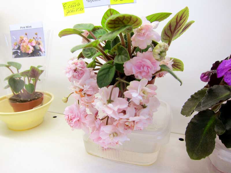 Данилина Pink Mint.JPG