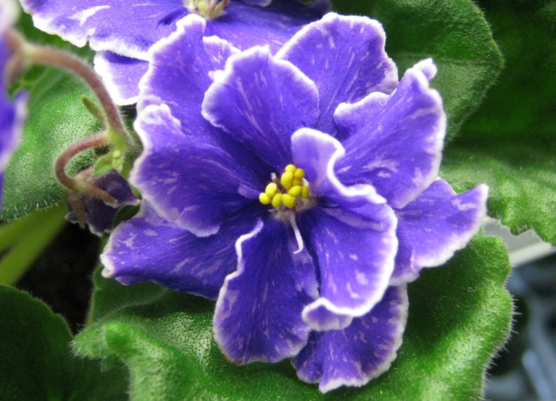 Трофимова Grape Glory.JPG