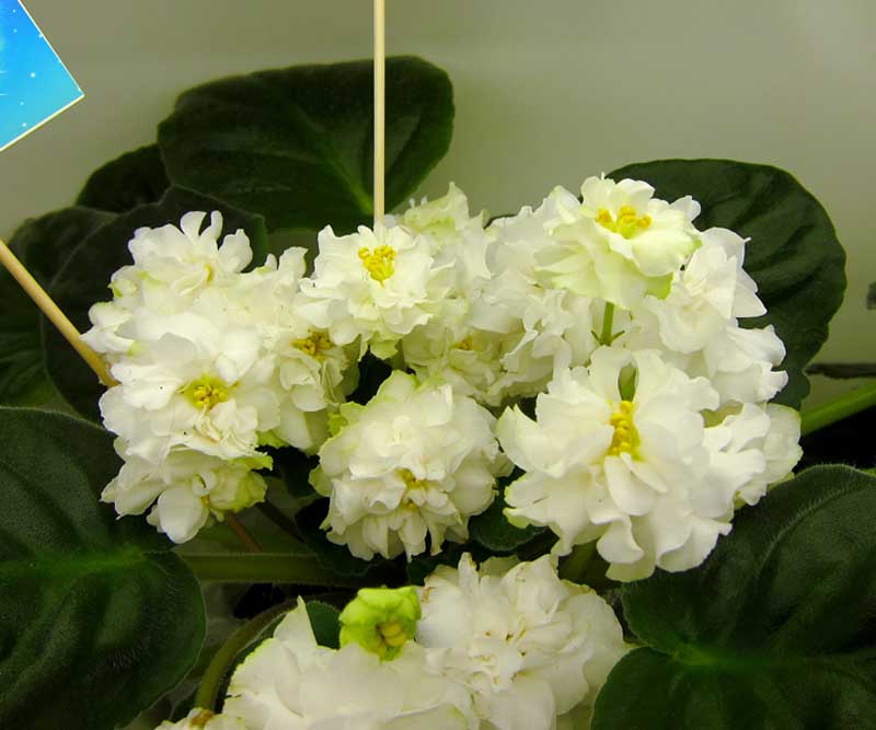 Плессер Spring Rose .JPG