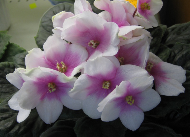 Копейкина Optimara myPassion.JPG
